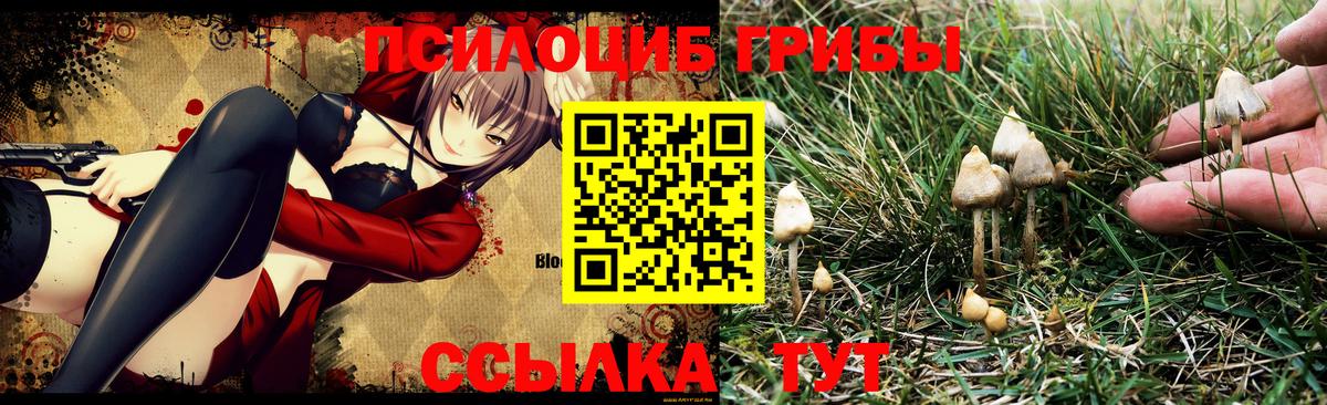 Псилоцибиновые грибы Psilocybe Кудымкар
